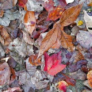Read more about the article Embracing the Season You’re In