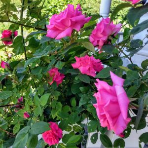 Read more about the article Smelling the Roses After a Fall: Lessons from a Dog Leash Disaster
