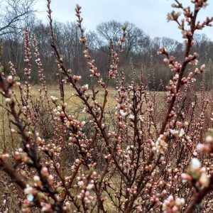 Read more about the article Discovering Joy in the Splendor of Spring