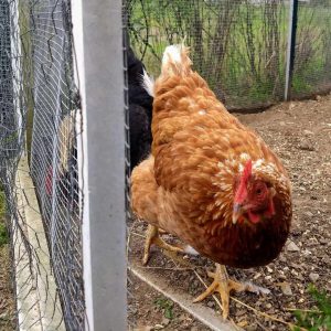 Read more about the article A Chicken Pen Encounter: Choosing Calm in Chaos