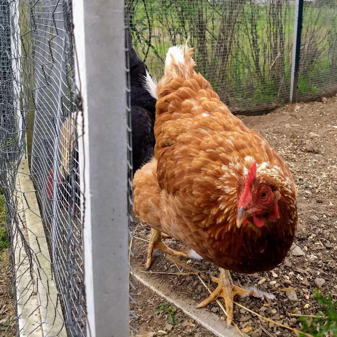You are currently viewing A Chicken Pen Encounter: Choosing Calm in Chaos