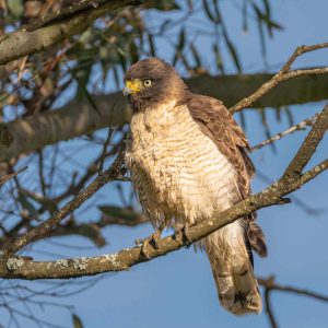 Read more about the article Perched Predators and Inner Peace