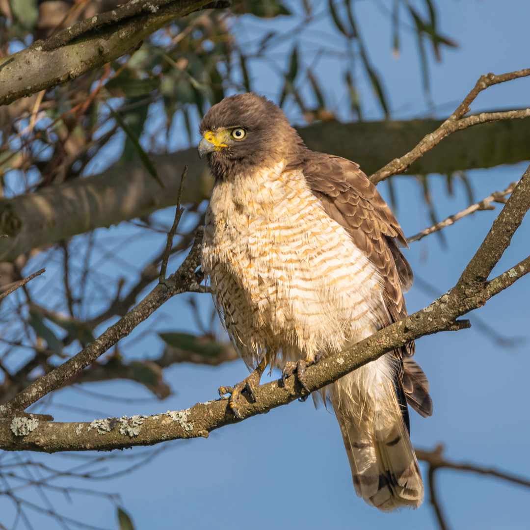 You are currently viewing Perched Predators and Inner Peace