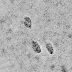 Read more about the article The Tracks We Leave Behind: What Imprint Am I Making?