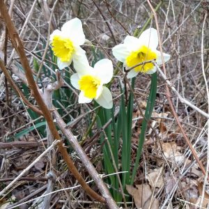 Read more about the article Planting Joy for Tomorrow