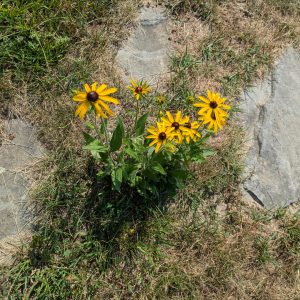 A flowering plant growing between the steppingstones of a front walkway