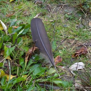 shedding what no longer serves_chicken feather